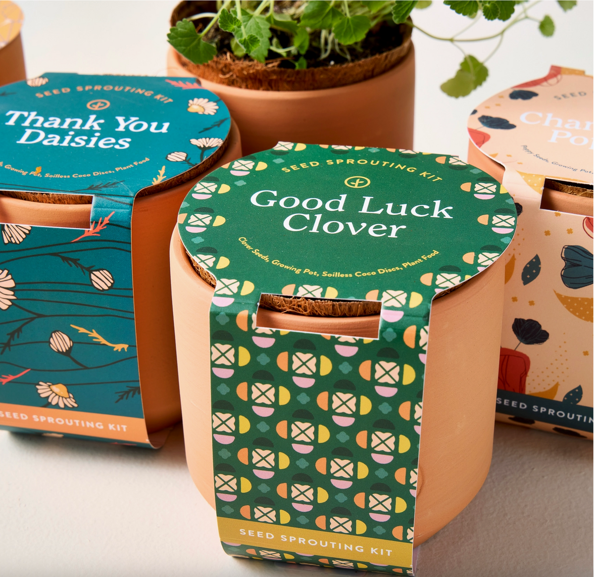 Tiny Terracotta Grow Kit