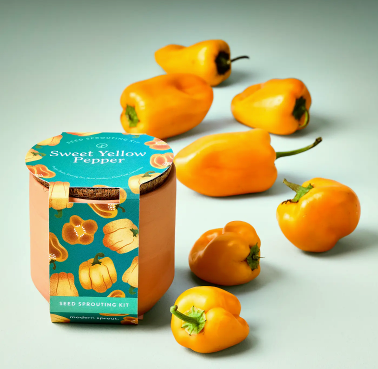 Tiny Terracotta Grow Kit