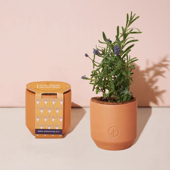 Tiny Terracotta Grow Kit