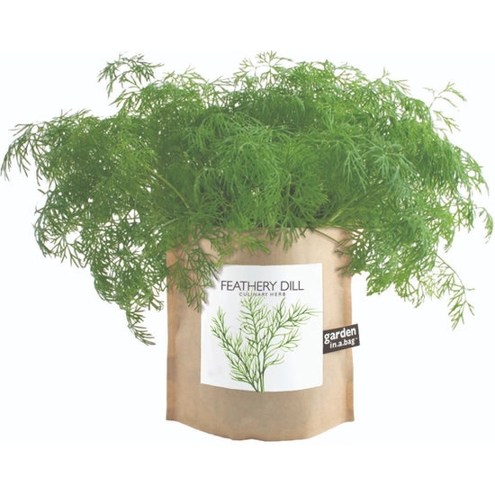 Garden in a Bag - Feathery Dill