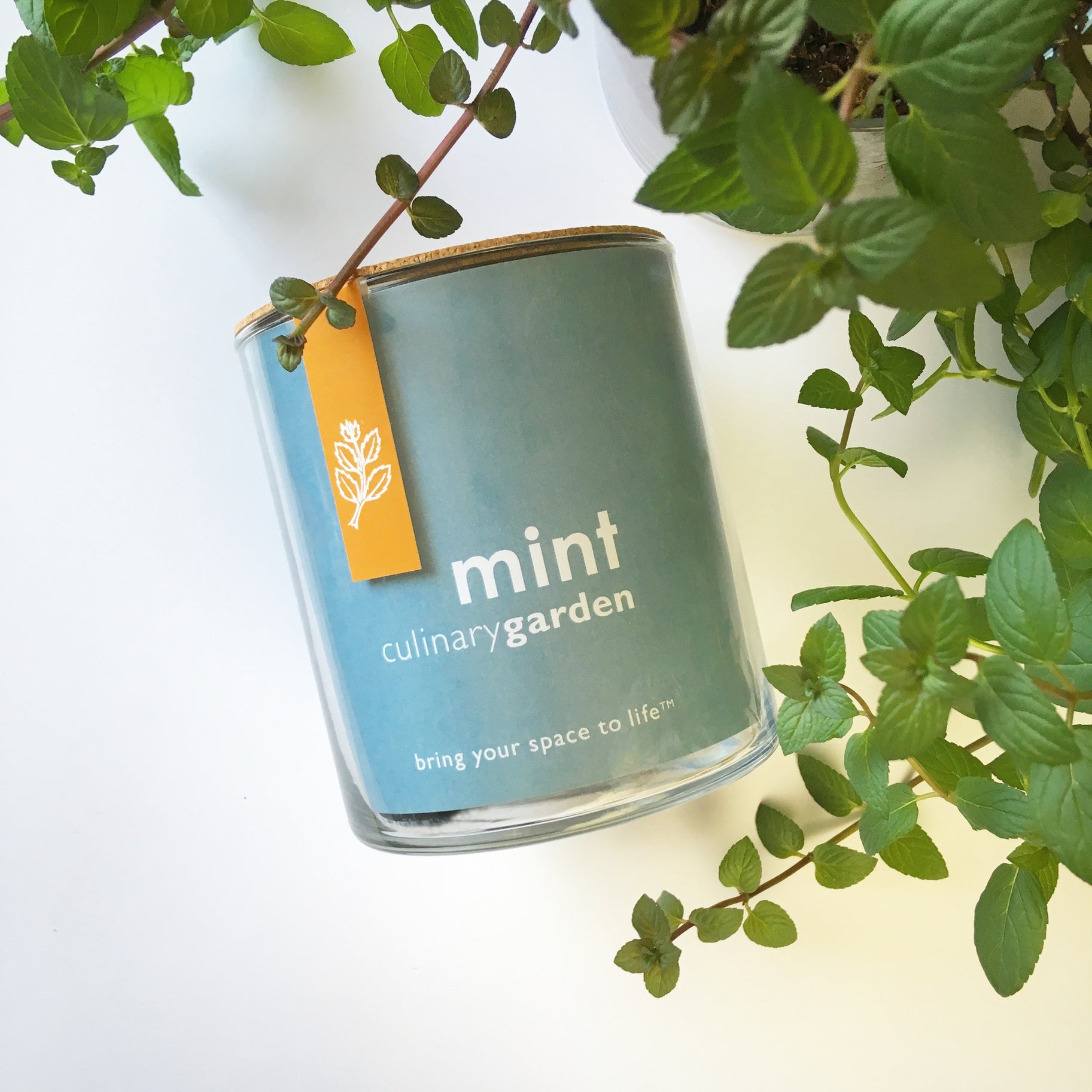 Essential - Mint Culinary Garden
